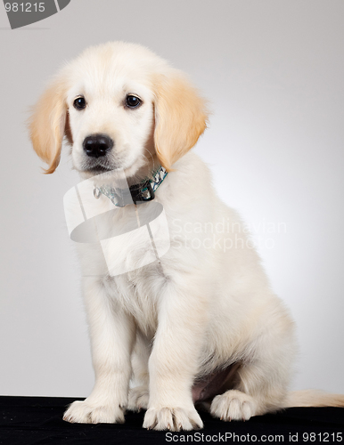 Image of sad labdrador retriever