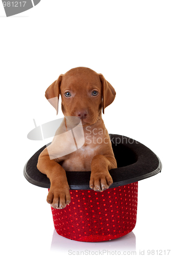 Image of  vizsla puppy in a red show hat