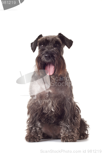 Image of schnauzer puppy sitting