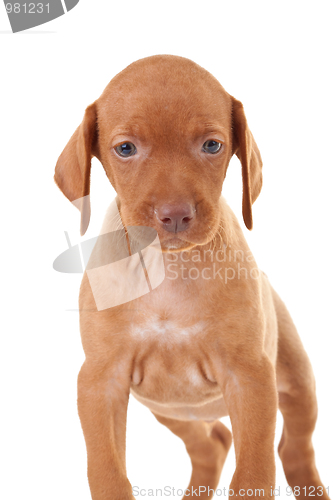 Image of adorable vizsla puppy