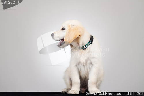 Image of 6 weeks old labrador