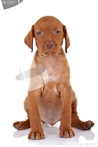 Image of cute baby vizsla dog 