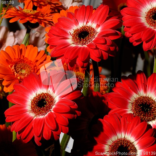 Image of Flowers 57