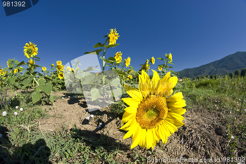 Image of Sunflowers on a Tuscan Meadow