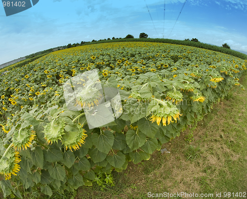 Image of Sunflowers in Tuscany