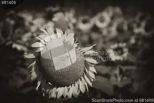 Image of Sunflowers Meadow in Tuscany