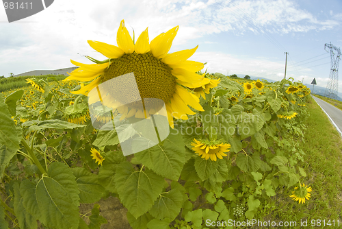 Image of Sunflowers in Tuscany