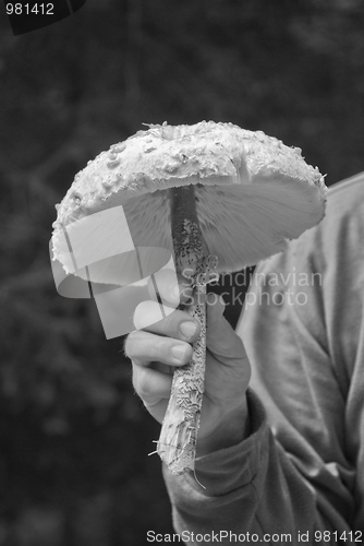 Image of Mushrooms in a Dolomites Wood, Italy