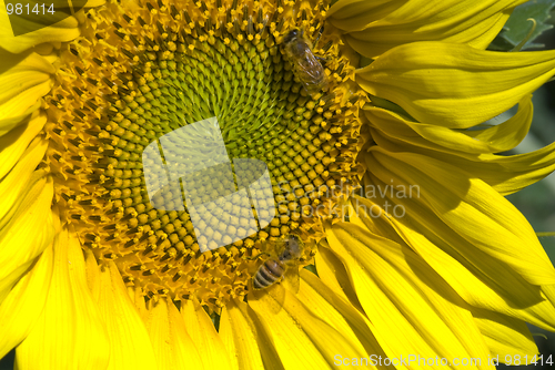 Image of Sunflowers on a Tuscan Meadow