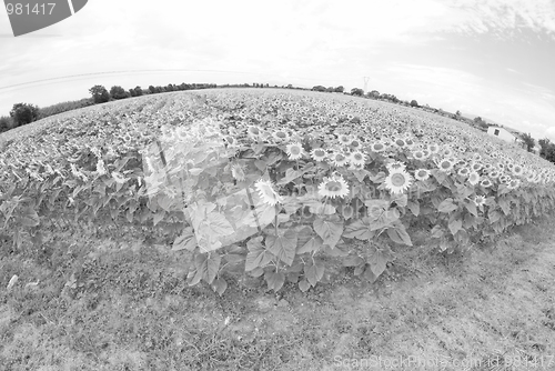 Image of Sunflowers in Tuscany