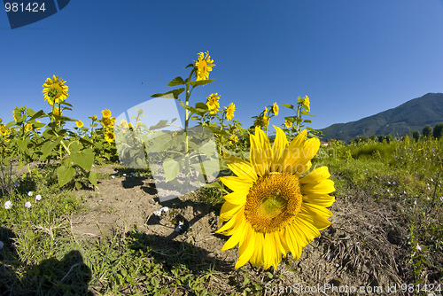 Image of Sunflowers on a Tuscan Meadow