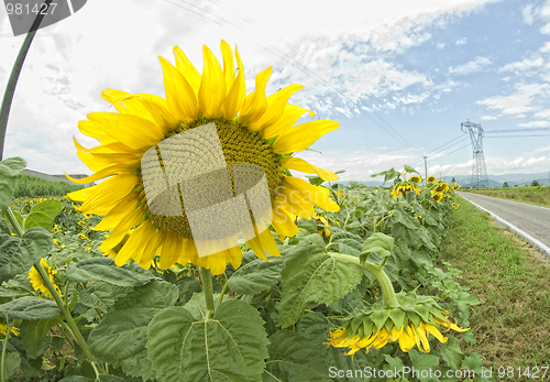 Image of Sunflowers in Tuscany