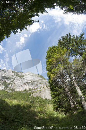 Image of Dolomites Woods, Italy