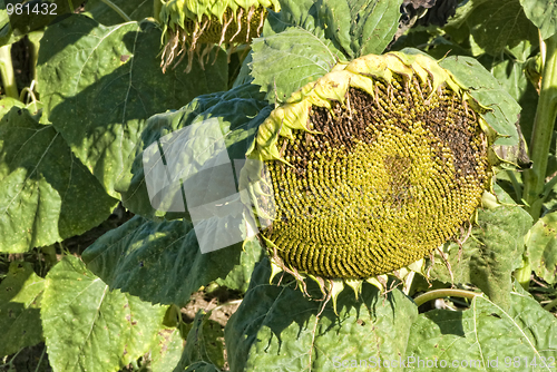 Image of Sunflowers on a Tuscan Meadow