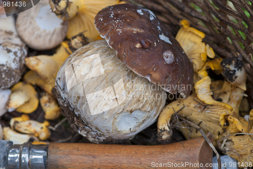 Image of Mushrooms Basket, Italy