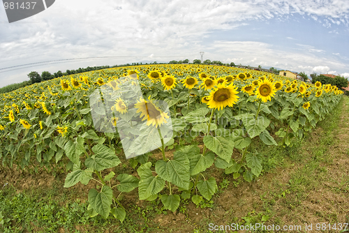 Image of Sunflowers in Tuscany