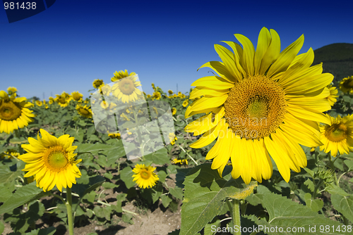 Image of Sunflowers on a Tuscan Meadow