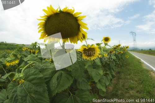 Image of Sunflowers in Tuscany