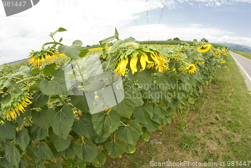 Image of Sunflowers in Tuscany