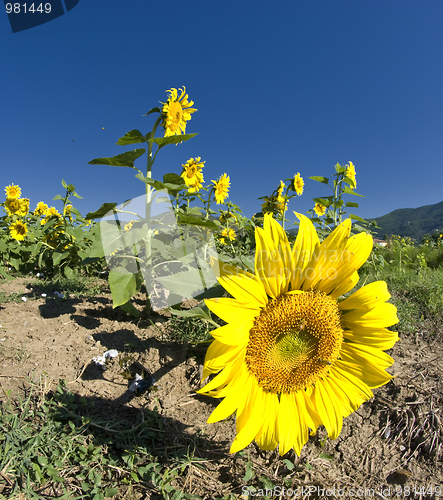 Image of Sunflowers on a Tuscan Meadow