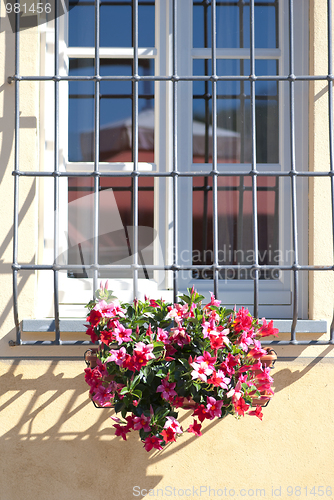 Image of Flowers at the Window, Tuscany