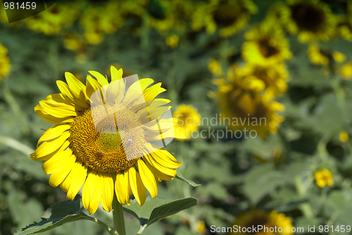 Image of Sunflowers Meadow in Tuscany