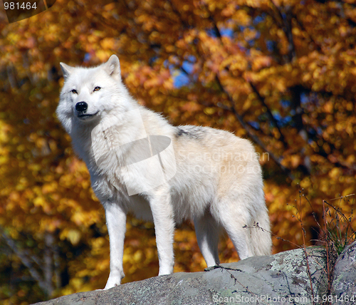 Image of Arctic Wolf