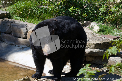 Image of Black bear