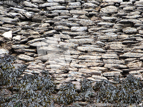 Image of seaweeds