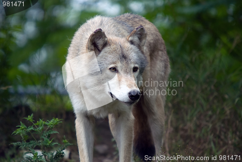 Image of Gray Wolf
