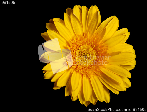 Image of Yellow flower gerbera