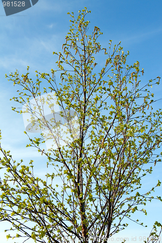 Image of Branches of birch