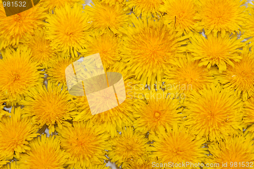 Image of Background from dandelions