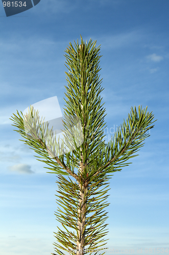 Image of Branch of the pine