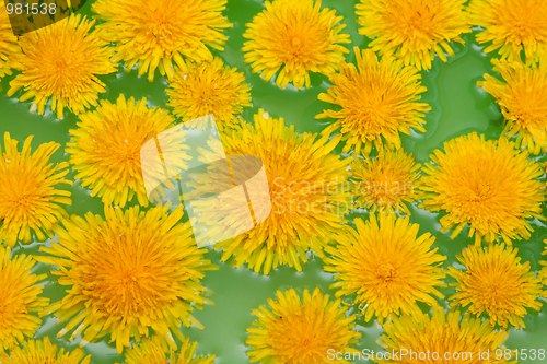 Image of Yellow dandelions sail on green water