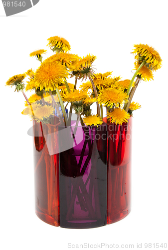 Image of Yellow dandelions