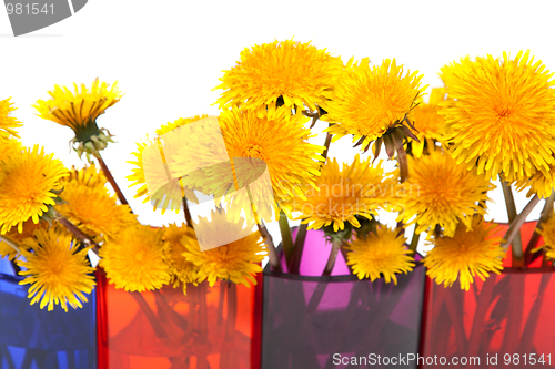 Image of Yellow dandelions