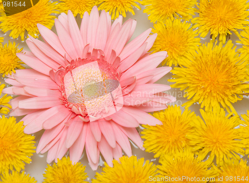 Image of Yellow dandelions and red gerbera