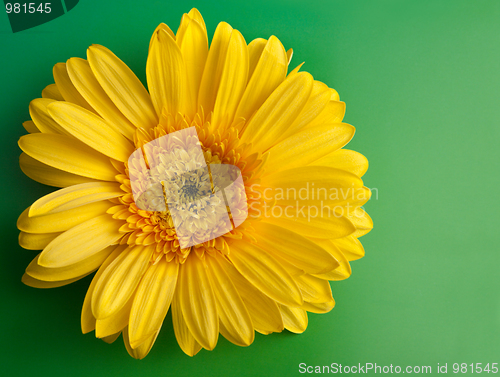 Image of Yellow flower gerbera