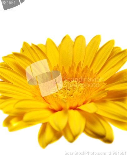 Image of Flower yellow gerbera