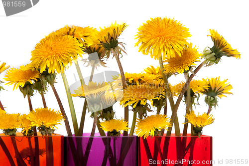 Image of Yellow dandelions