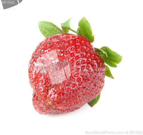 Image of Ripe berry of the strawberries