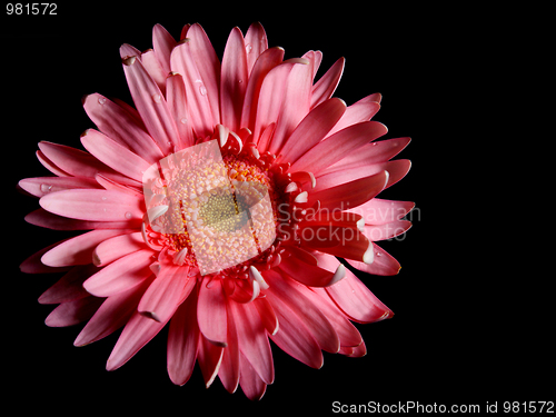 Image of Red flower gerbera