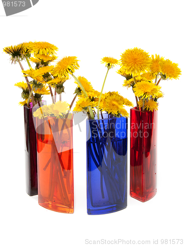 Image of Yellow dandelions