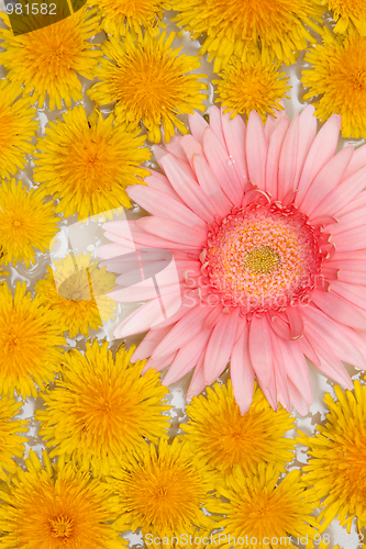 Image of Yellow dandelions and red gerbera