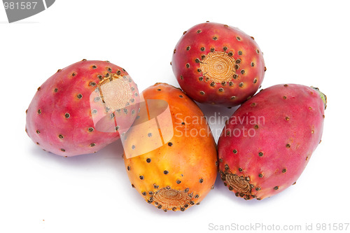 Image of Cactus fruits