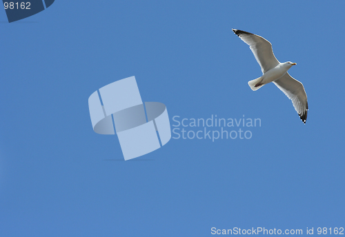 Image of gull