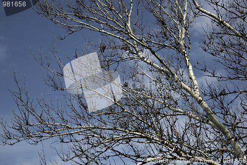 Image of Silver Birch Branches