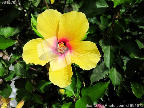 Image of Yellow hibiscus