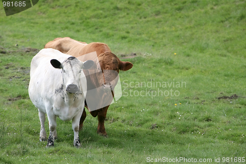 Image of two cows